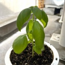 新たな糸