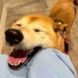 『よつばちゃんの心臓病。ステージB2へ…』の画像