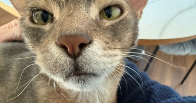 甘甘ボーイの抱っこで、家事が進まない