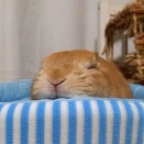 ひんやりまったり