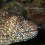 南紀白浜「ミスオーシャンダイビングサービス」今日の海ログ
