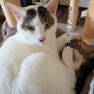 春は活発になるんかな。と、黒で失敗…マスタードカラーの波石つくりました。