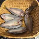 久しぶりに鮎の一夜干しを作った