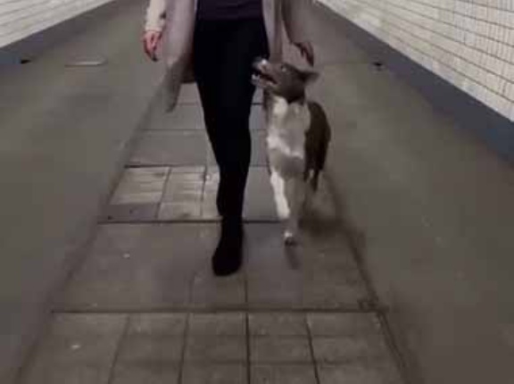 お姉さんと犬が散歩していた。トンネルの中で軽やかに♪ → クールなふたりはこちらです…