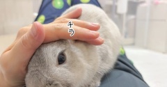 うさぎのルリ(8/11追記)