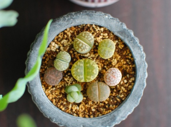 リトープスがぷりぷりな秋・おすすめ花苗など