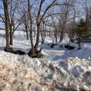 フィトンチッド