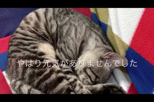 Youtubeどうぶつ動画まとめch