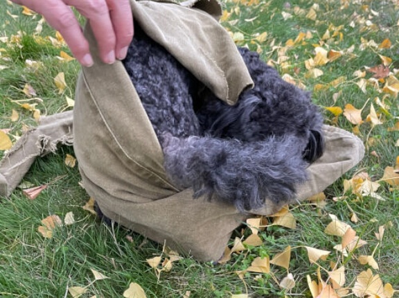 セラピー犬が来ました