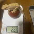 同クラッチのクレステッドゲッコーの成長に関して