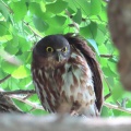 2025天然記念物大銀杏でアオバズクを撮る🦉XV（足利市鑁阿寺）