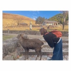 **HANA's Happy Organ Life**