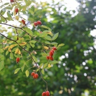 【ガーデニング】赤い実の中で季節外れの花が教えてくれるお買い物♪