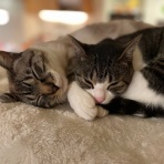 おけいこスペース.comきものと猫のblog