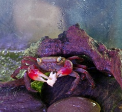 アカテガニ に 焼きサバの身を与えてみた