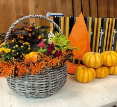 ハロウィンの準備、仮装じゃなくて植物から。千本プラザで寄せ植え教室やるって。