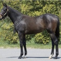 セレクトセール　キャロットクラブ落札馬