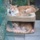 もう無理ですね