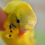 トリたんまとめ