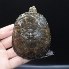 『8月21日(日)足立店限定爬虫類セール』の画像