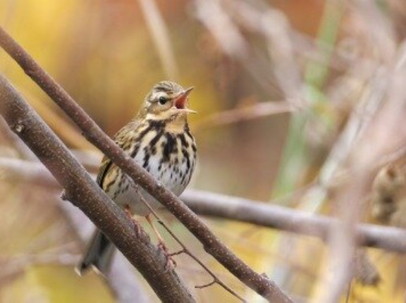 2025年12月11日の野鳥公園