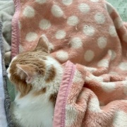 日向ぼっこからじゃれ合いへ。どちらが勝った？