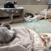 ネネちゃん、泣いてるの？何かあったの？