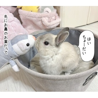 うさぎのルリ(12/8追記)