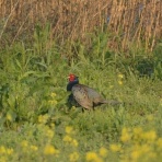 ワッザざっき帳