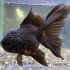 『金魚•メダカ入舎情報‼️』の画像