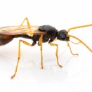 ほんとに同種？ ホンウロコアリのオス