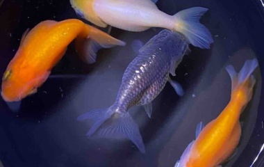 『🐟金魚•メダカ入舎情報‼️』の画像