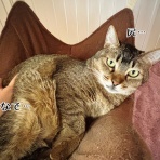 猫とお酒と日々のこと