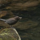 ■奈良で野鳥探し 渓流 ～ カワガラス ～