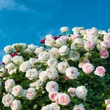 『父の話』の画像