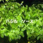 はかりびと　測量日記　＾＾