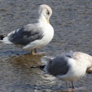 タイミルセグロカモメ、セグロカモメ
