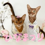 おうちごはんとおかしとねこ