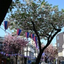 立石の八重桜と高い塀