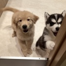 大型犬だいすき店員の大型犬紹介🐶part12