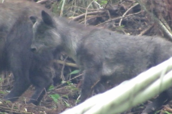 ﾀﾇｷｳｫｰｶｰｽﾞ野生動物探索日記 野生動物を撮り隊