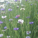 『うさんぽ'2011／（≡・　x　・≡）＼』の画像