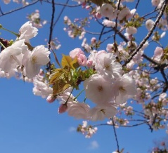 桜