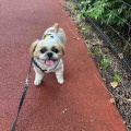 愛犬と久喜菖蒲公園でお散歩。*\(^o^)/*