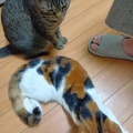 あ〜〜〜