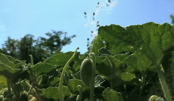 思わずさわりたくなる!ちょっとの衝撃でダイナミックに弾け飛ぶ植物の種