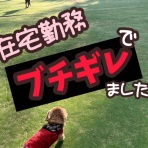 メルロコ一家の横須賀ストーリー