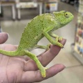 カメレオン 新着も来ました!