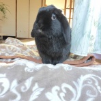 ぶ〜に〜の暮らし