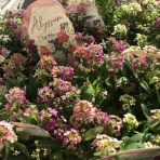 カラっと参ってもよろしおますか？